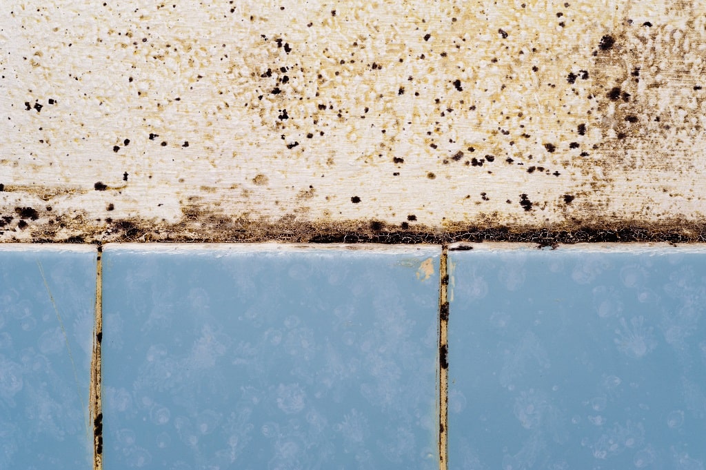 How to Get Rid of Mold in Your Bathroom